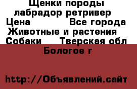 Щенки породы лабрадор ретривер › Цена ­ 8 000 - Все города Животные и растения » Собаки   . Тверская обл.,Бологое г.